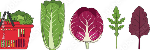 Fresh leafy vegetables set with lettuce radicchio arugula and shopping basket