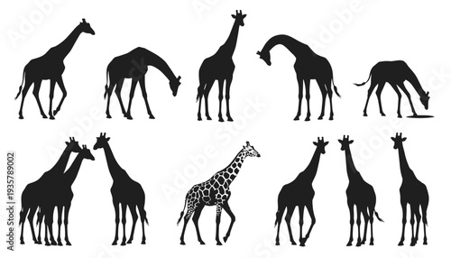 Giraffe silhouettes collection set, standing and grazing African wildlife animals in black vector illustration isolated on white background for logo and design use
