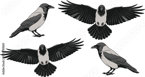 Hooded crow bird flying and standing wildlife vector illustration set