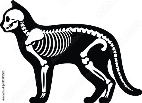 Cat skeleton silhouette illustration for veterinary or educational use isolated on black background isolated on white background
