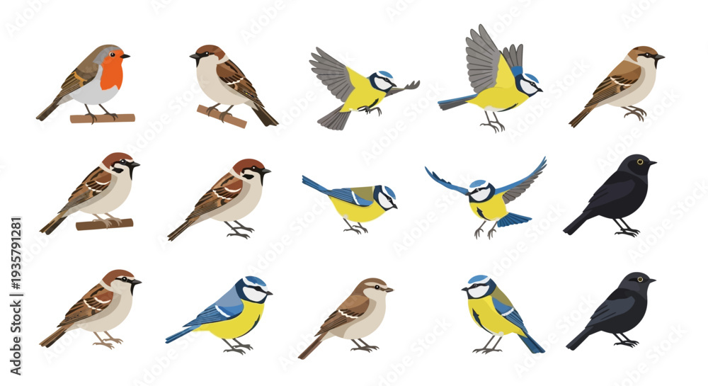 Fototapeta premium Various Birds Species Collection.