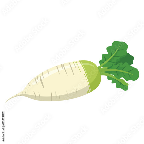 Fresh radish with vegetable leaves illustration suitable for nutrition farming vegetable market and healthy lifestyle design projects