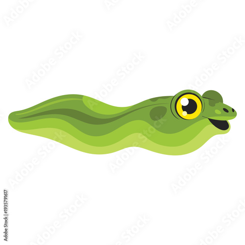 Frog tadpole vector illustration isolated design element ideal for amphibian life cycle education biology nature and wildlife themed artwork