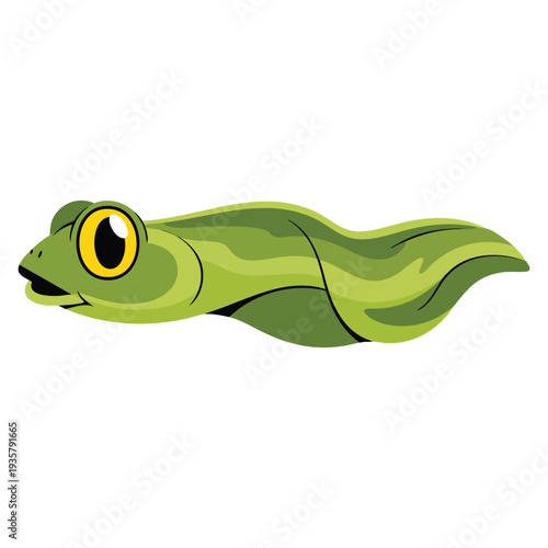 Frog tadpole in detailed vector illustration style suitable for biology learning amphibian life cycle nature and wildlife themed artwork
