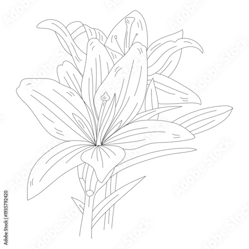 Flower petal stamen stem line