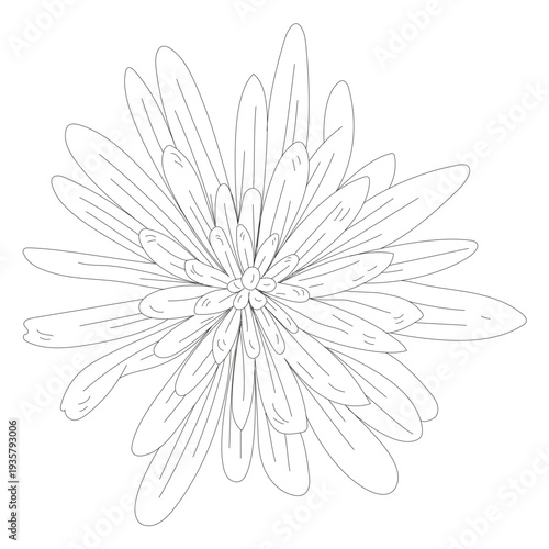 Petal flower leaf line