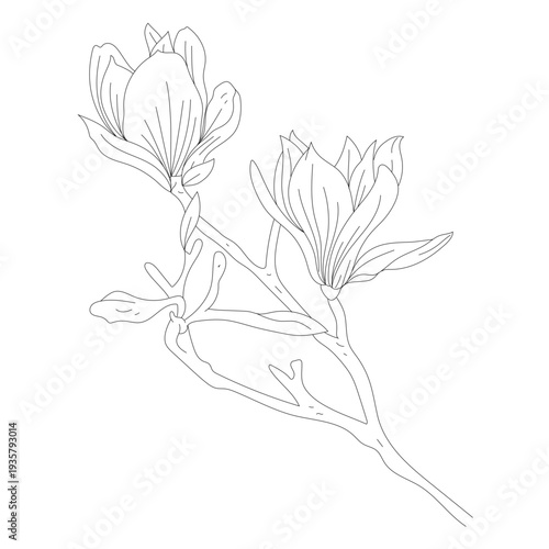 Petal flower stem line