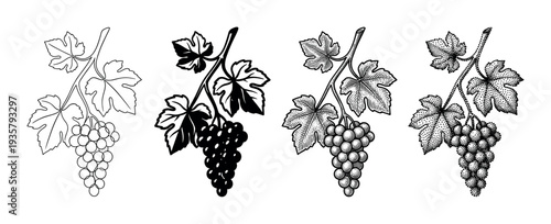 Four black and white grape illustrations on a vine, a collection showing various graphic techniques including line art, solid silhouette, vintage engraving, and dotwork stippling