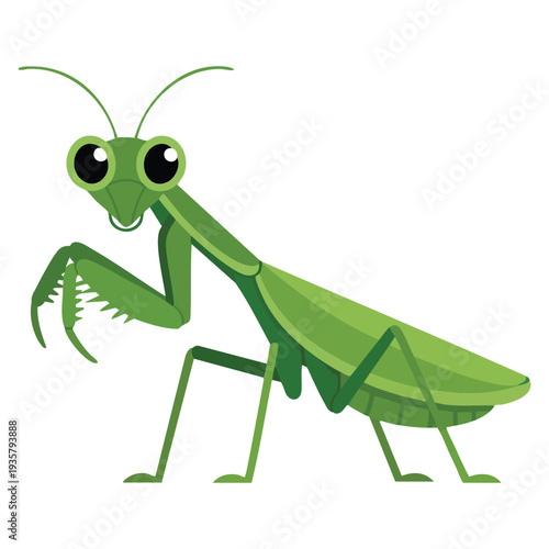 Green mantis insect illustration perfect for biology content nature themed graphics wildlife awareness and detailed garden ecosystem designs