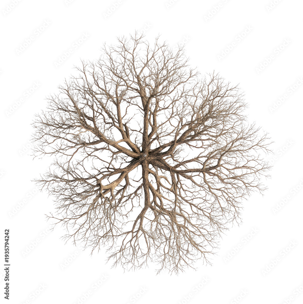 Fototapeta premium PNG Intricate tree roots art design.
