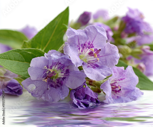 flowers isolated on water on a white background