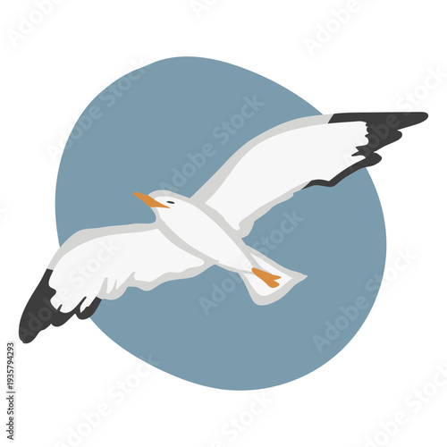 Seagull flying flat seagull
