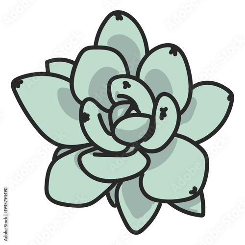 Green succulent plant illustration