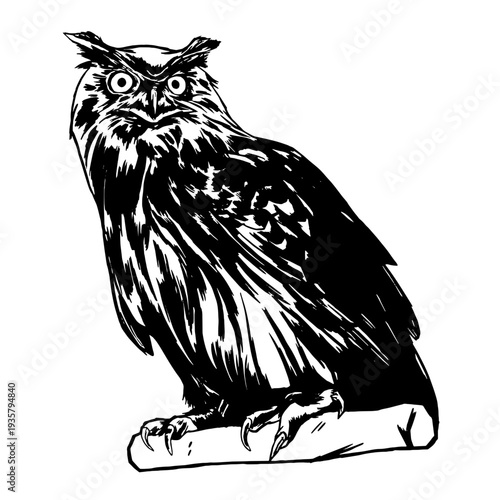 Black owl illustration