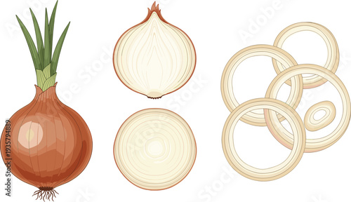 Onion whole sliced and rings vegetable food vector illustration set