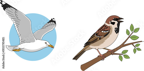 Seagull flying and sparrow perched on branch bird vector illustration