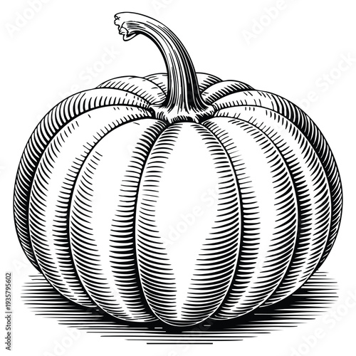 Hand drawn vector illustration pumpkin ink sketch isolated on white background vintage retro style artwork