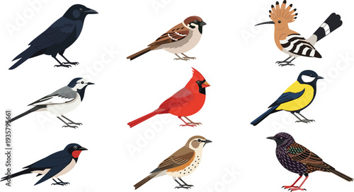 Different garden birds collection including crow sparrow cardinal and hoopoe