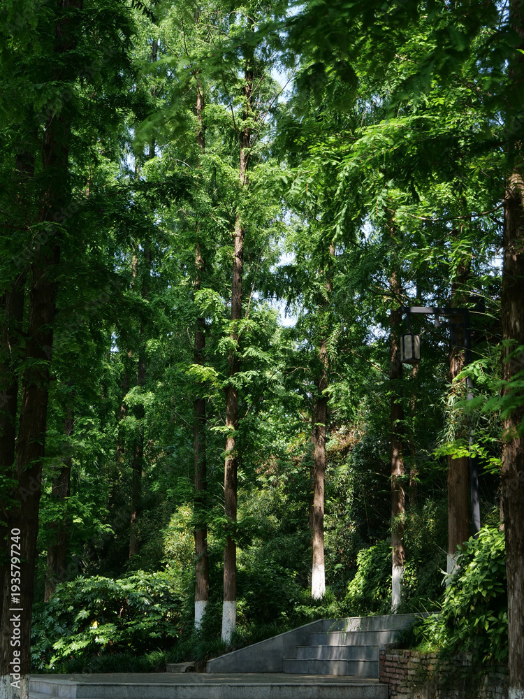 Fototapeta premium Green forest canopy with sunlight filtering through leafy trees in summer woodland