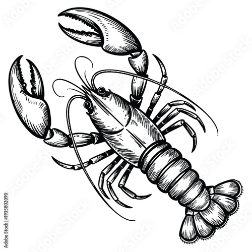 Ink sketch of lobster isolated on white background hand drawn vector illustration in retro style seafood artwork