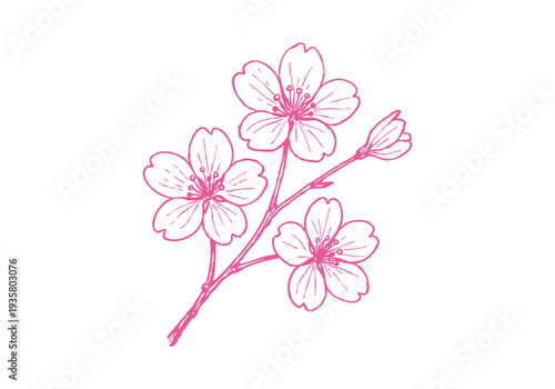 Cherry Blossom Sakura Hand Drawn Illustration Vector by AZ for Books, Arts, Design and Decoration Graphic Asset