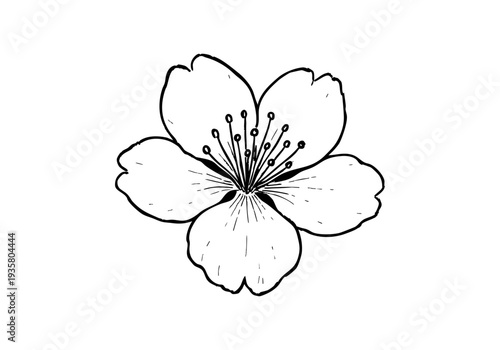 Cherry Blossom Sakura Hand Drawn Illustration Vector by AZ for Books, Arts, Design and Decoration Graphic Asset