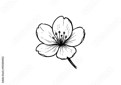 Cherry Blossom Sakura Hand Drawn Illustration Vector by AZ for Books, Arts, Design and Decoration Graphic Asset