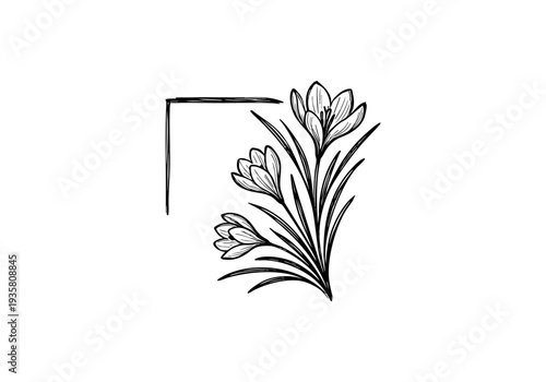 Crocus Hand Drawn Illustration Vector by AZ for Books, Arts, Design and Decoration Graphic Asset
