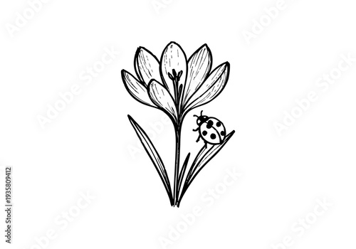 Crocus Hand Drawn Illustration Vector by AZ for Books, Arts, Design and Decoration Graphic Asset