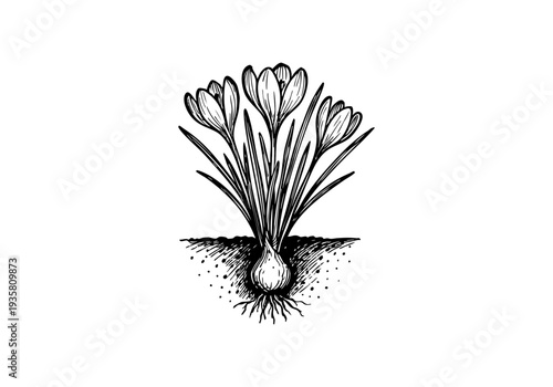 Crocus Hand Drawn Illustration Vector by AZ for Books, Arts, Design and Decoration Graphic Asset