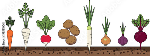 Root vegetables growing in soil set with carrot radish potato onion beetroot and turnip, organic garden harvest flat vector illustration