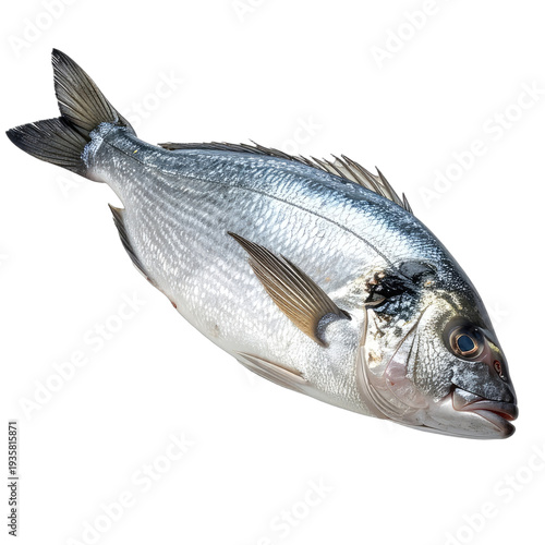 A whole, raw Gilt-head Bream fish isolated on a black background for presentation.