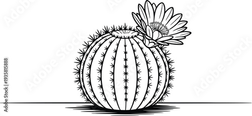 A detailed traditional ink drawing shows a round cactus with a large blooming flower on top