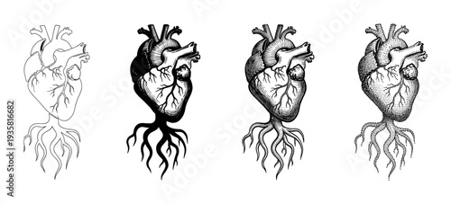 Set of four anatomical hearts with roots is shown in different artistic styles like line art, engraving, solid black, and dotwork, creating a conceptual design