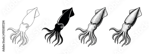 Set of four squid illustrations in different graphic styles including outline, silhouette, engraving, and stippling for a vintage, scientific look