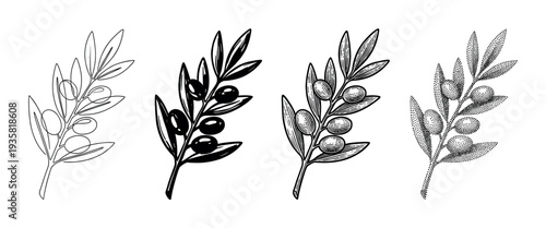 Set of four hand-drawn olive branch illustrations showcasing different artistic techniques like line art, silhouette, engraving, and stippling for a vintage feel
