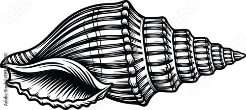Detailed black and white spiral seashell illustration, vintage nautical conch shell sketch, marine life vector for beach themed menu design