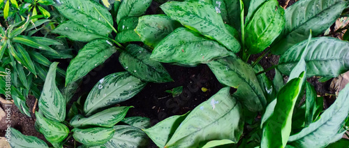 Wallpaper Mural green leaves background Torontodigital.ca