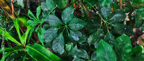 Wallpaper Mural green leaves background Torontodigital.ca