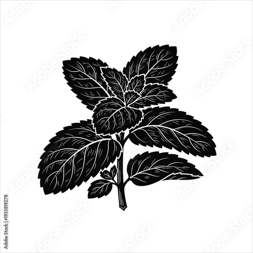 Fresh mint leaves silhouette isolated on white background graphics