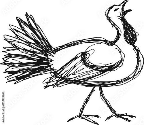Sketch of a crowing rooster with detailed feathers and open beak singing loudly