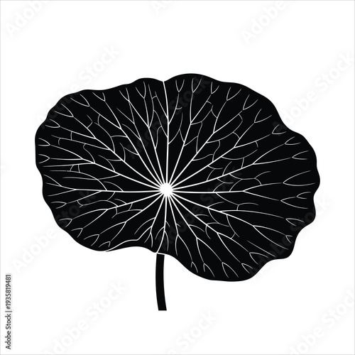 Large lotus leaf silhouette with intricate white vein structures