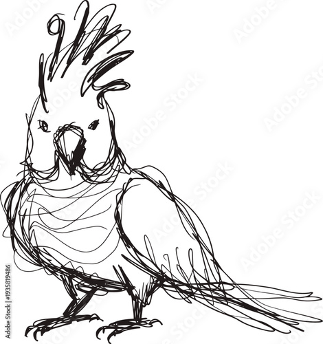 Hand drawn sketch of a cockatoo bird with distinctive crest and long tail feathers