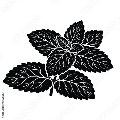 Peppermint branch silhouette with detailed leaves vector art piece