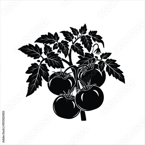 Tomato plant silhouette fresh harvest vector illustration ripe fruits