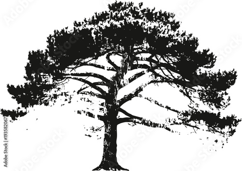 Silhouette of a large pine tree with sprawling branches isolated on white background