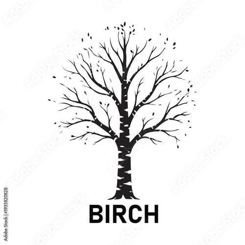 Birch tree silhouette with bare branches isolated on white background, black vector illustration