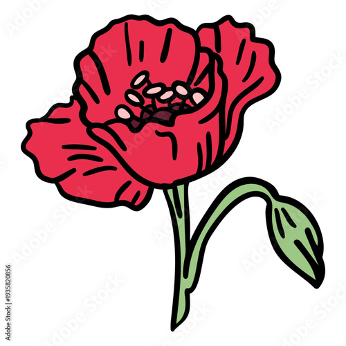 Poppy flower blossoming hand drawn