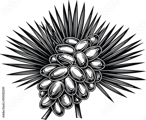 Hand drawn saw palmetto vector illustration with berries and fan leaves isolated on white background medicinal plant organic herbal sketch