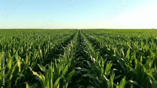 Green Cornfield Under Clear Blue Sky - A Serene Landscape.